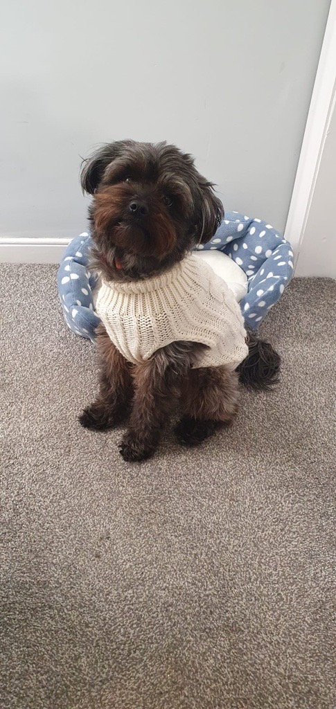 a small grey dog wearing a cream knitted jumper