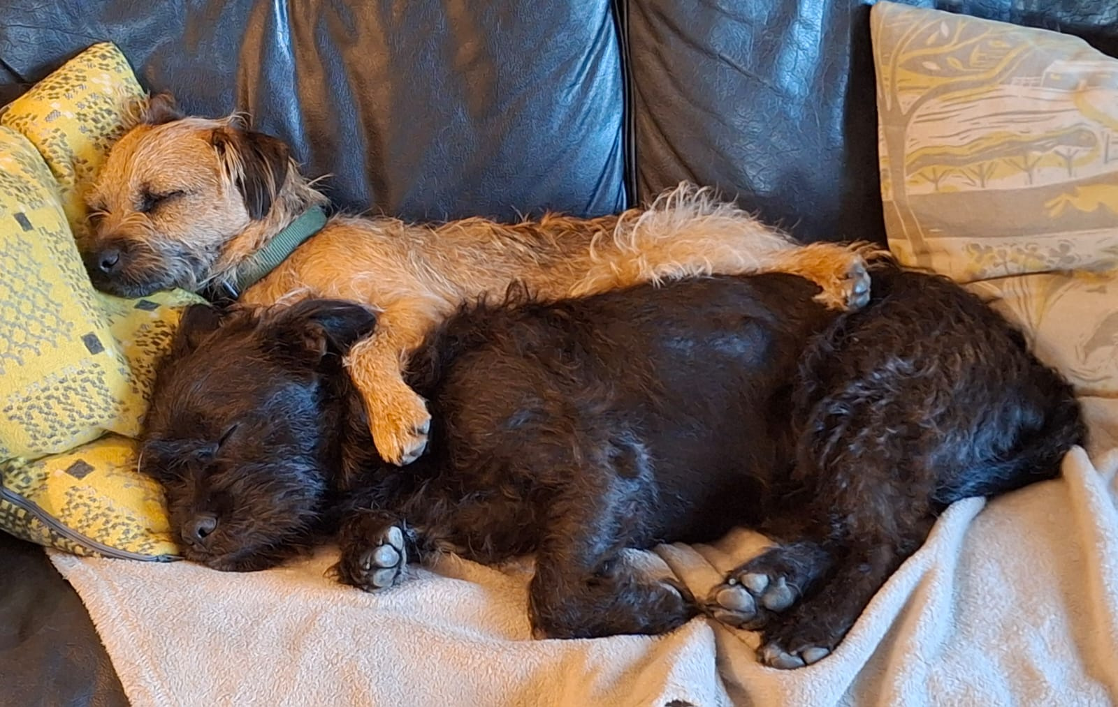 A border terrier and hairy black terrier mix cuddled up on the sofa with their arms around each other