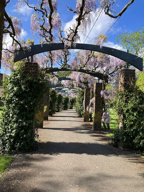 Wisteria arch too.jpeg
