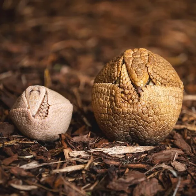 two armadillos, one baby, one mum, rolled in a ball