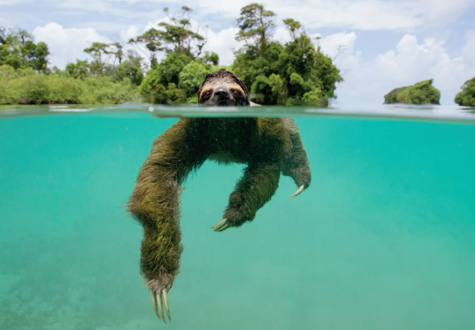 A brown sloth in clear blue water.