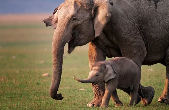 A parent and baby elephant walking together in a grassy field.