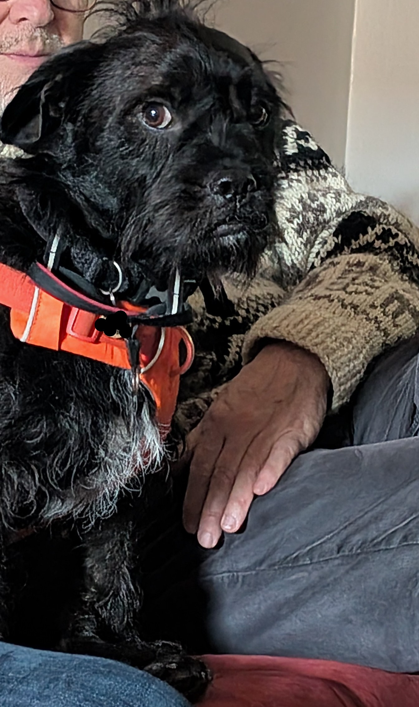 Dudley the dog, a black scruffy mutt looking very worried