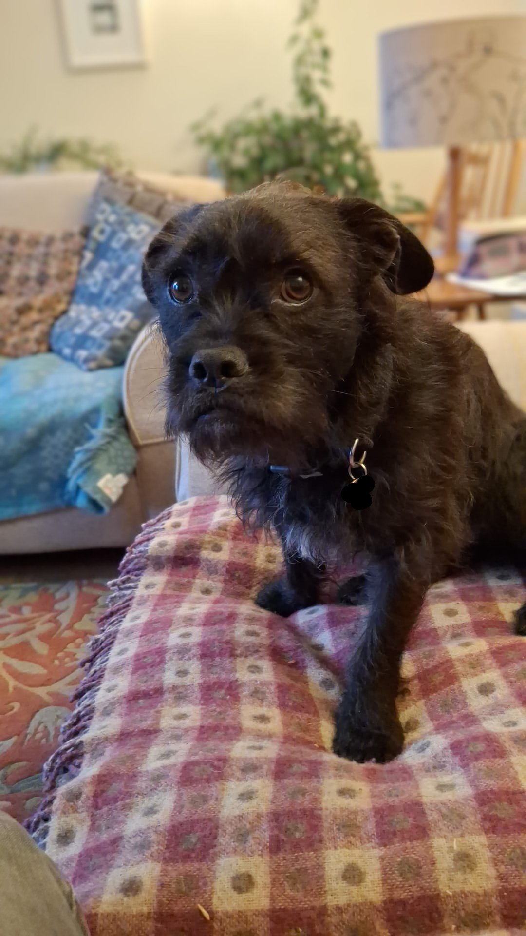 A black mixed breed dog staring at the camera with a very mournful expression