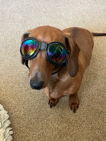 Hattie in goggles 16th May 25.jpeg