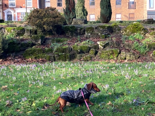 Spring is on its way 28th Jan 26.jpeg