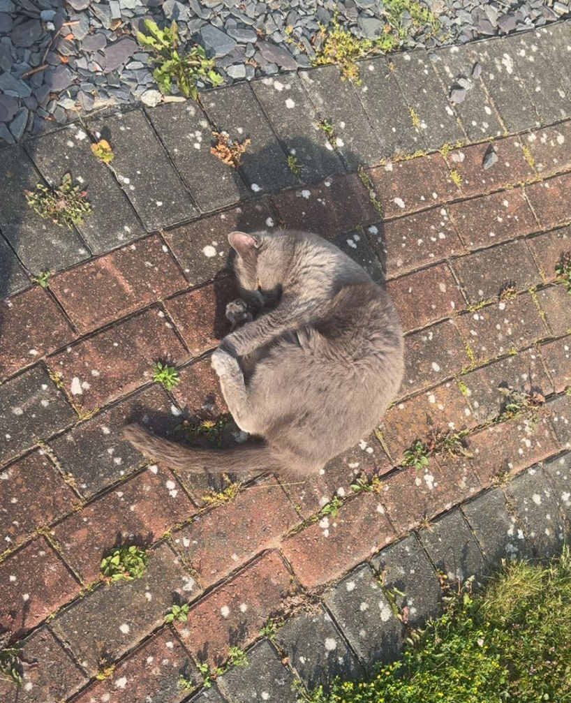 A picture of a grey cat rolling and sunbathing