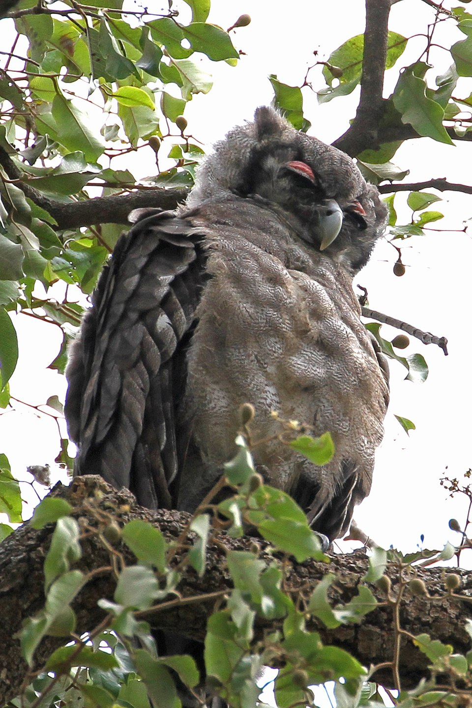 Verreauxs_Eagle_Owl,_Gambia_(11196454853).jpg