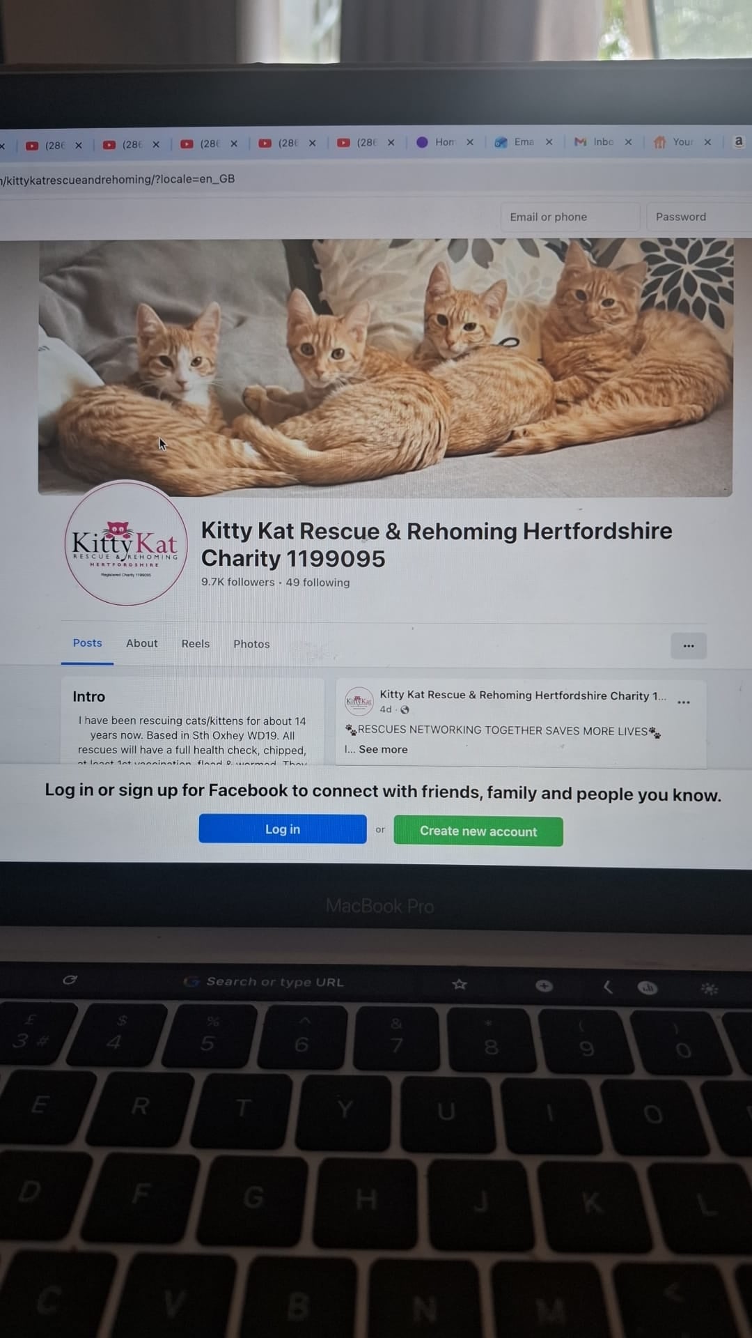 Cats 1.jpg