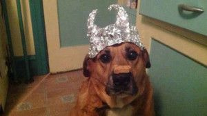 Tin Foil Dog.jpeg