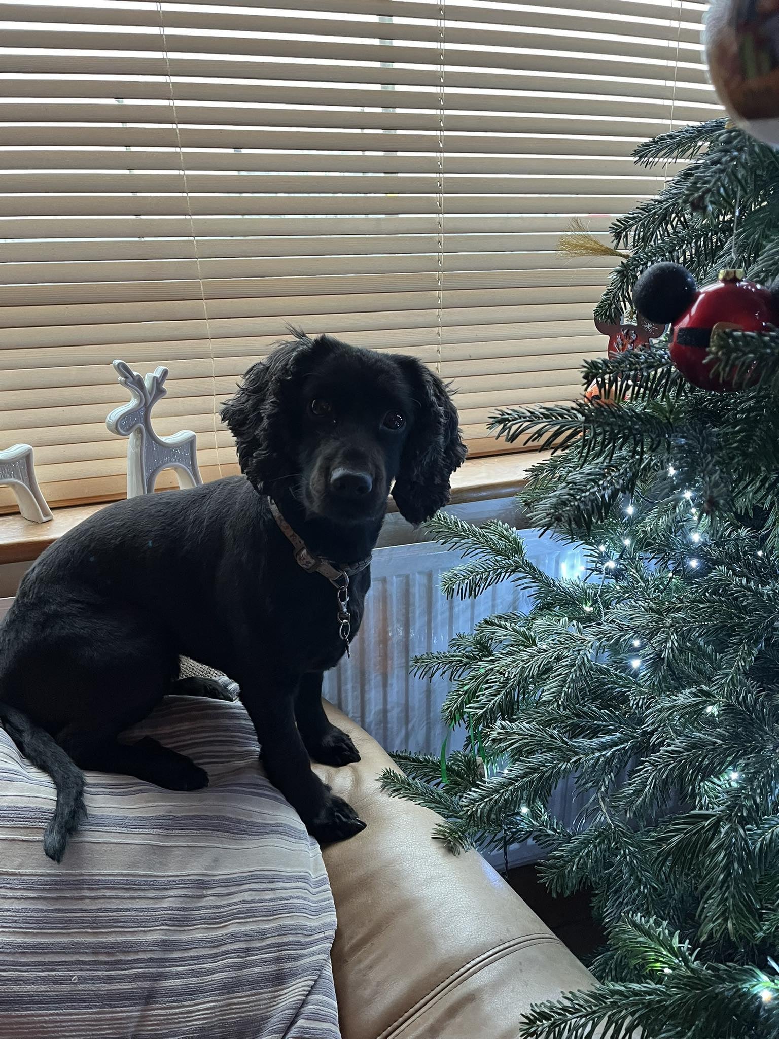 Christmas Willow.jpg
