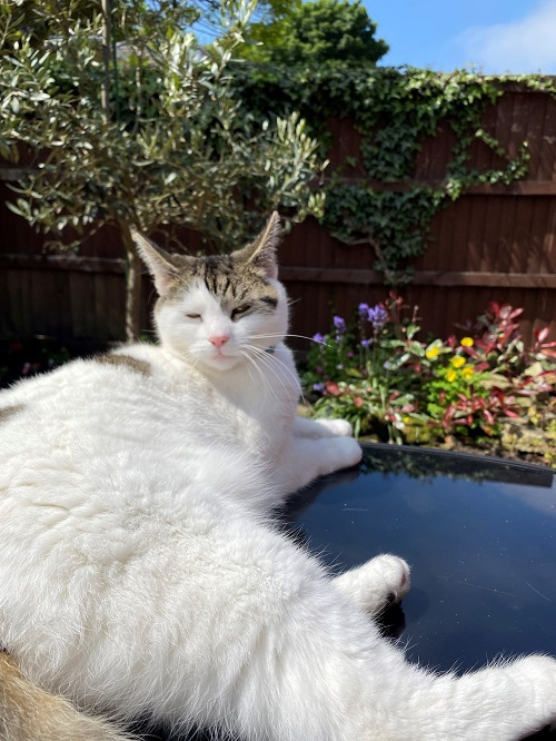 Lavender laid outstretched on patio table looking sleepy