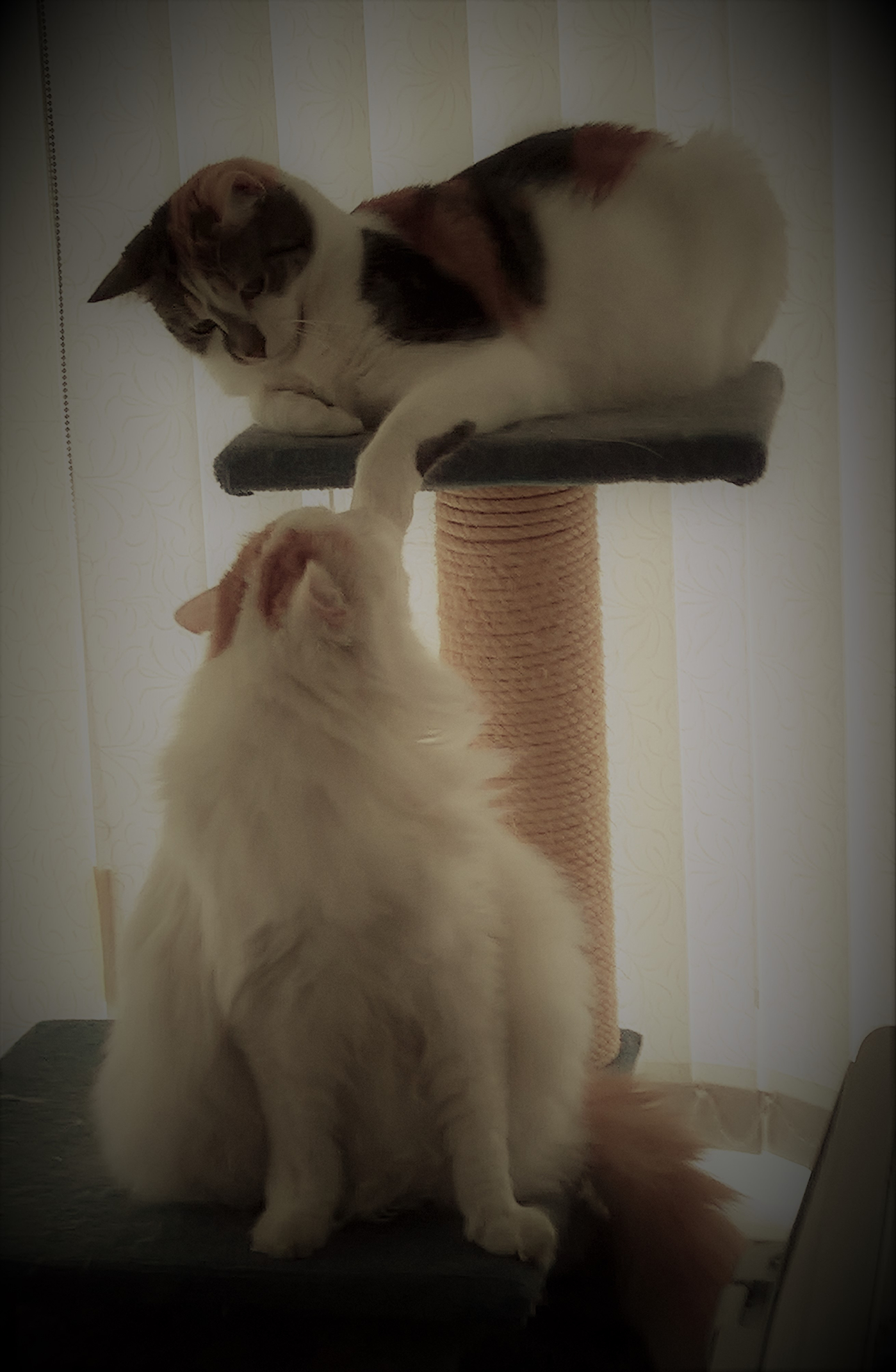 Image: https://us.v-cdn.net/6027153/uploads/editor/3s/o8rwwgzzm28n.jpg