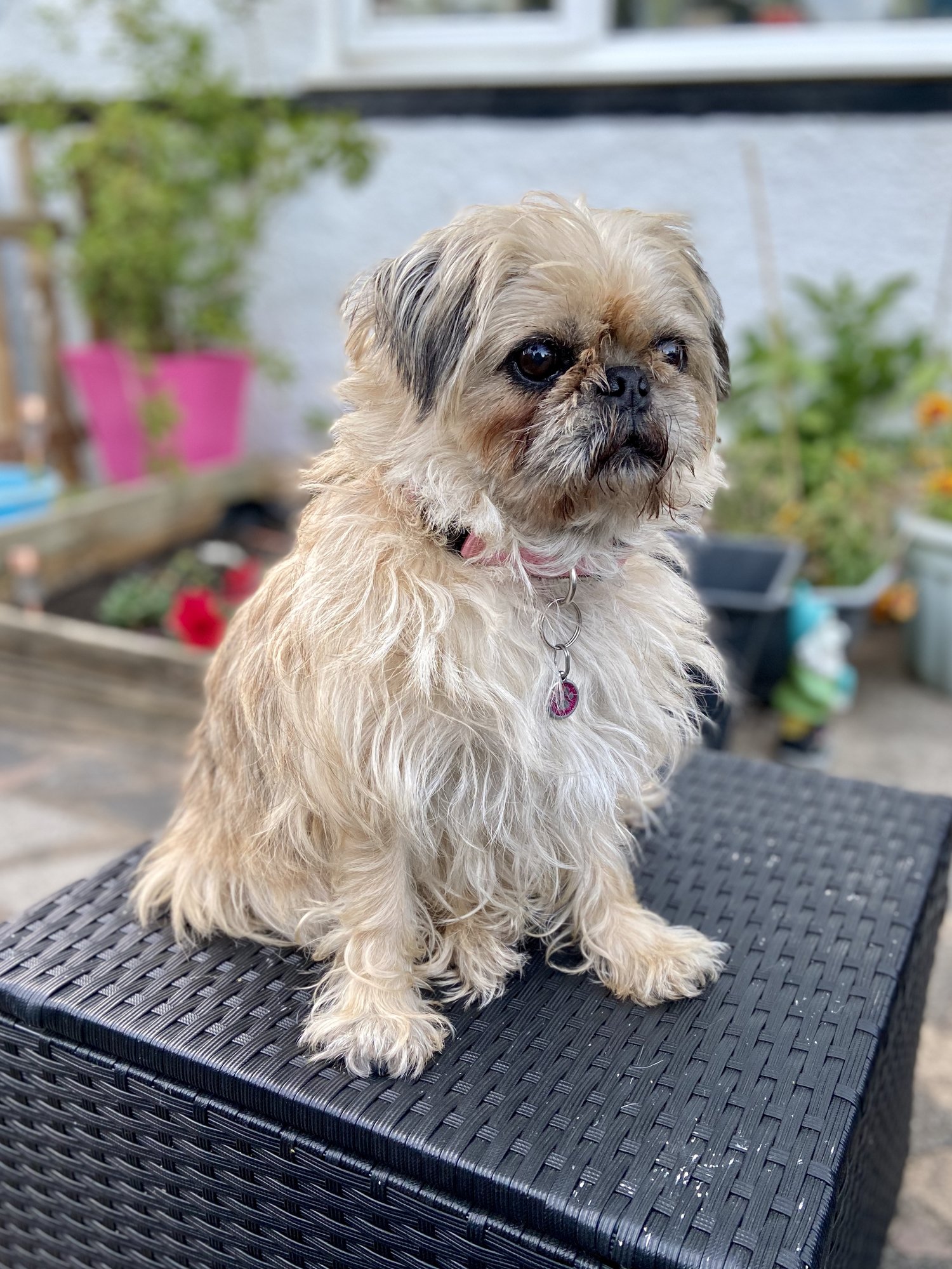 a small scruffy blonde dog that is sat on a black chair. She has a squished nose.