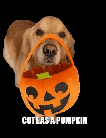 Golden retriever with a fabric pumpkin hanging from his nose and the words 'cute as a pumpkin' displayed