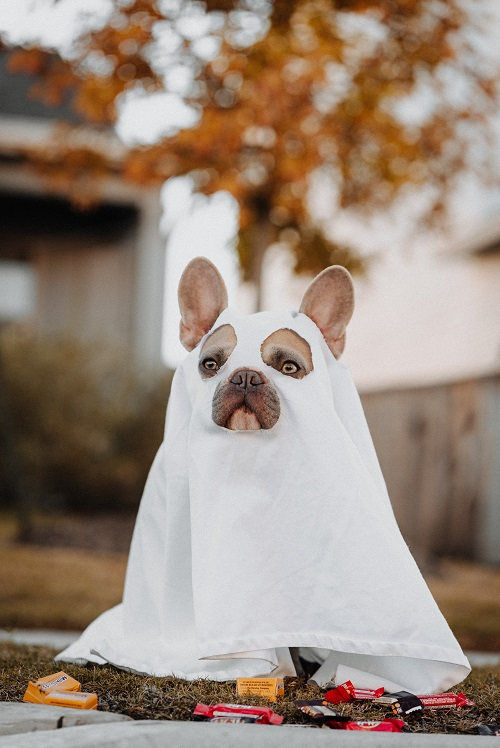 Image: https://us.v-cdn.net/6027153/uploads/editor/no/yt7wnuyvqrj4.jpg Dog dressed as a ghost with white gown on and cut out eye holes