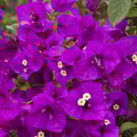 PurpleDiamond