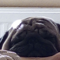 Pugie