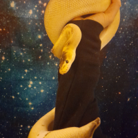 samthesnake