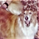 davidfoxindy