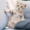 lolcat338