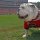 DawgBiscuit