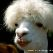 Photo of snufse-pujN6