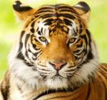 Photo of Ajay K