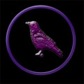 NightshadeRaven