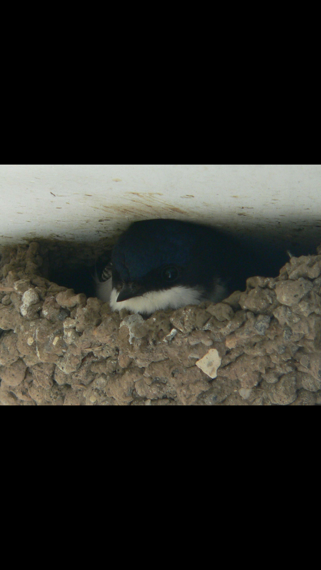 michellebatchelor.fitch