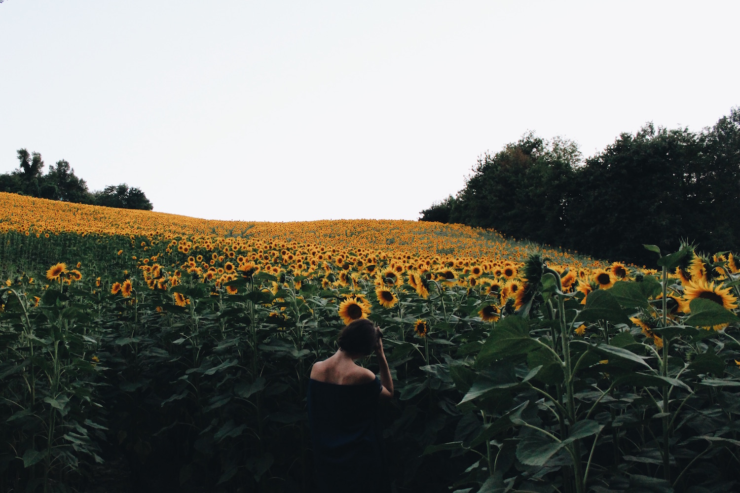 Sunflowerlover