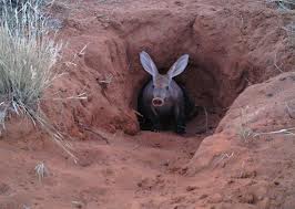 Aardvark