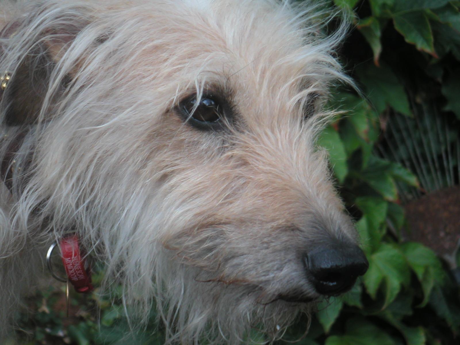 Lulu The Lurcher