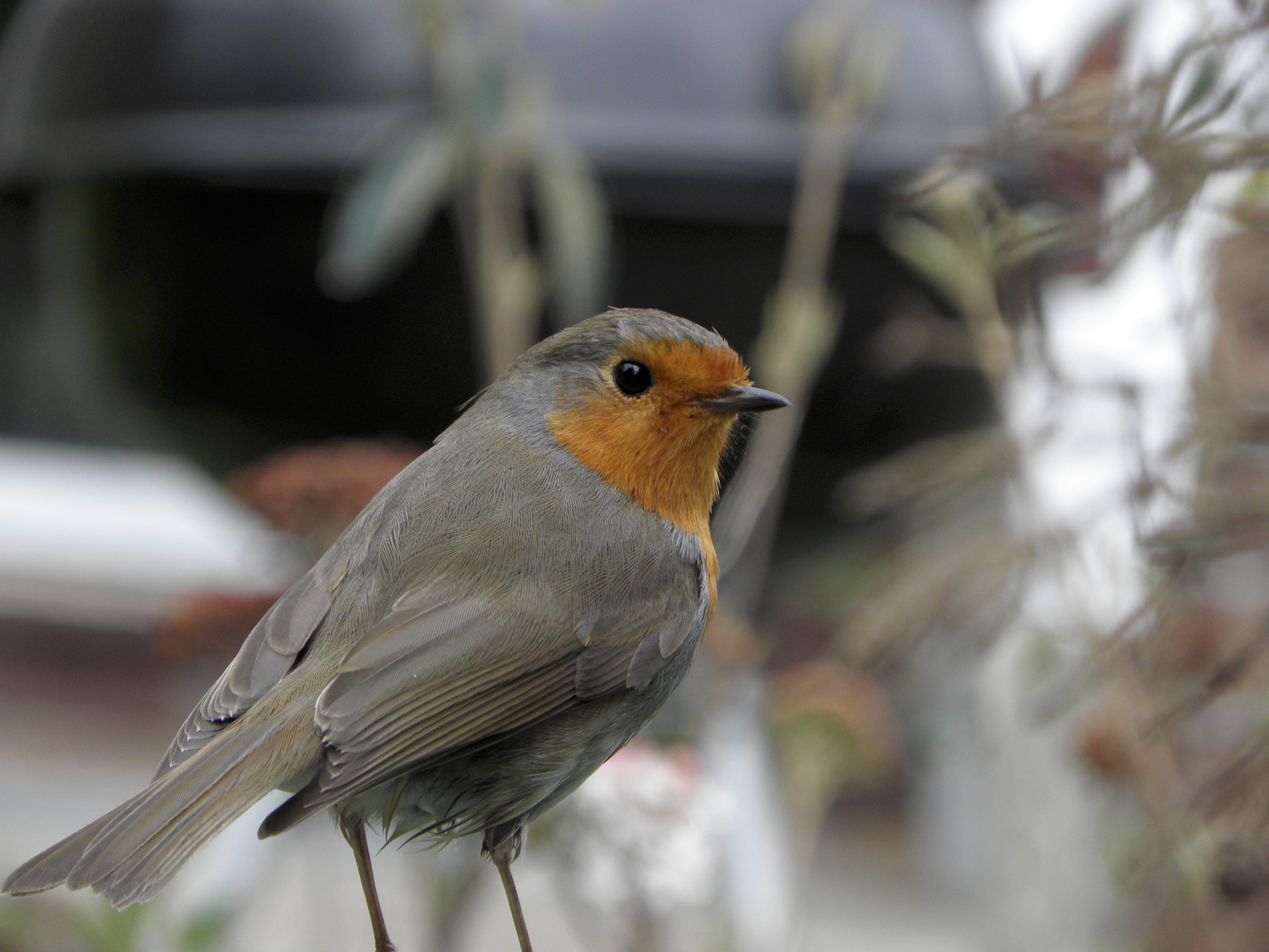 The Slap-Dash Gardener