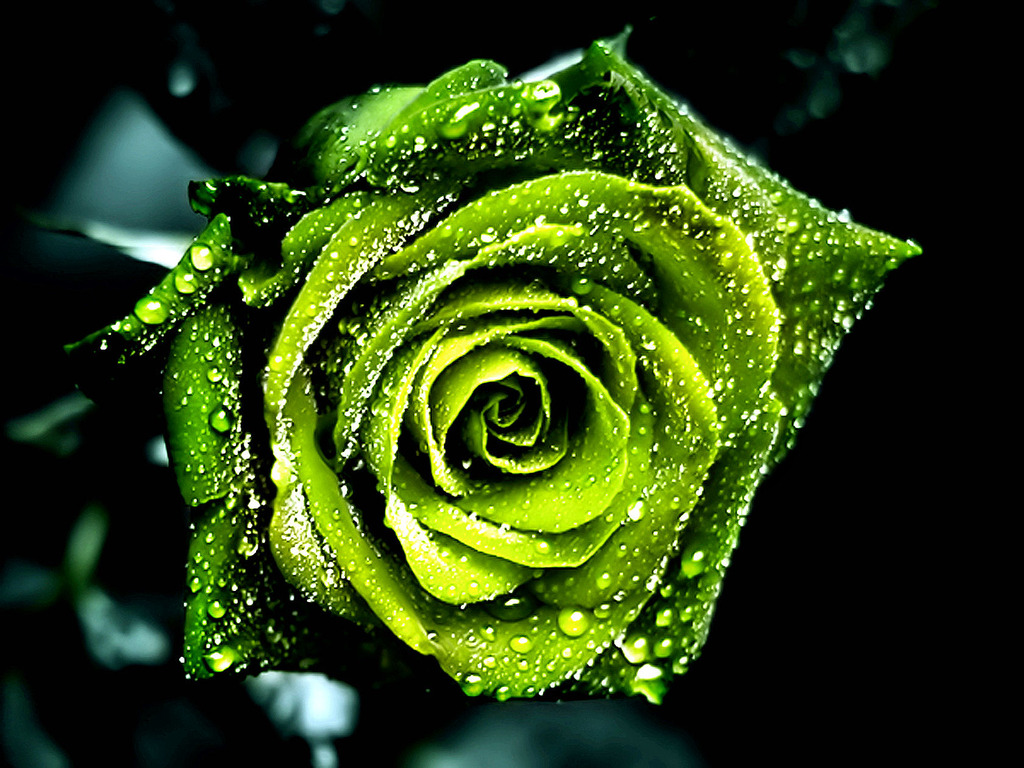 Edenrose