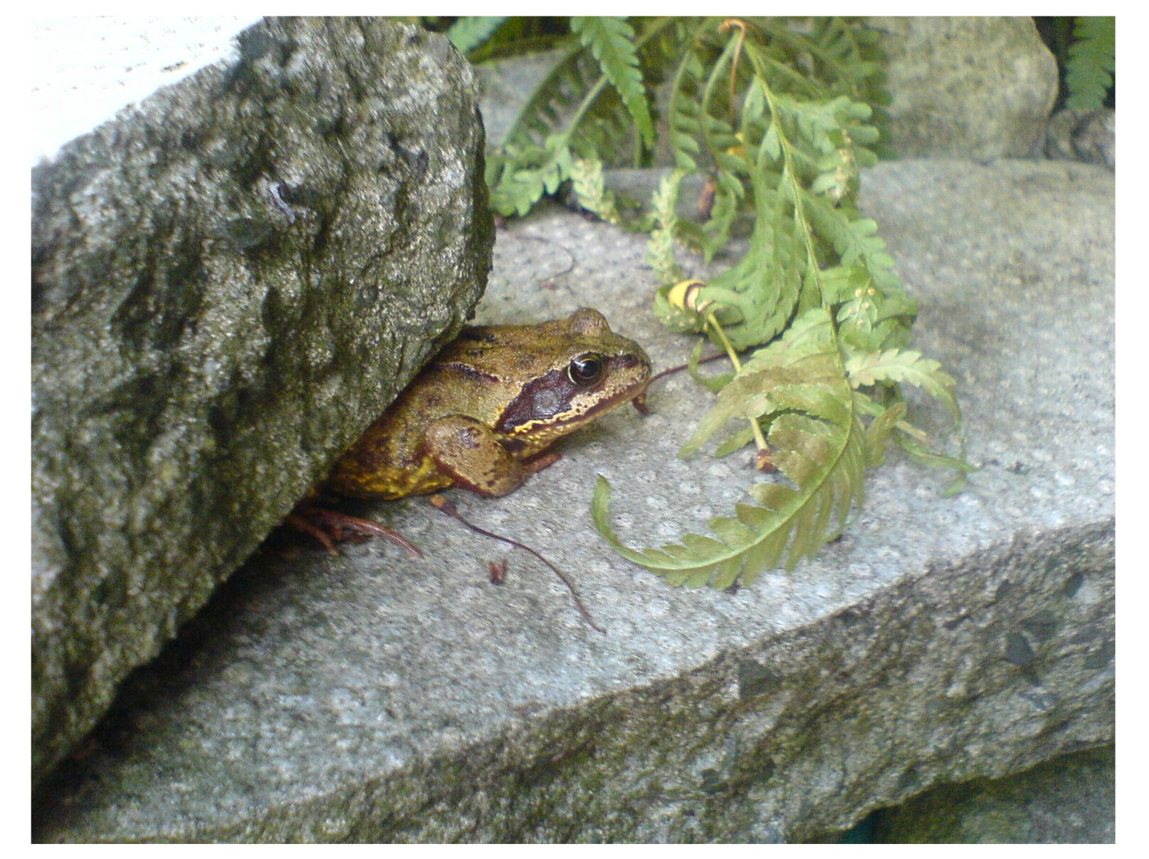 froggit