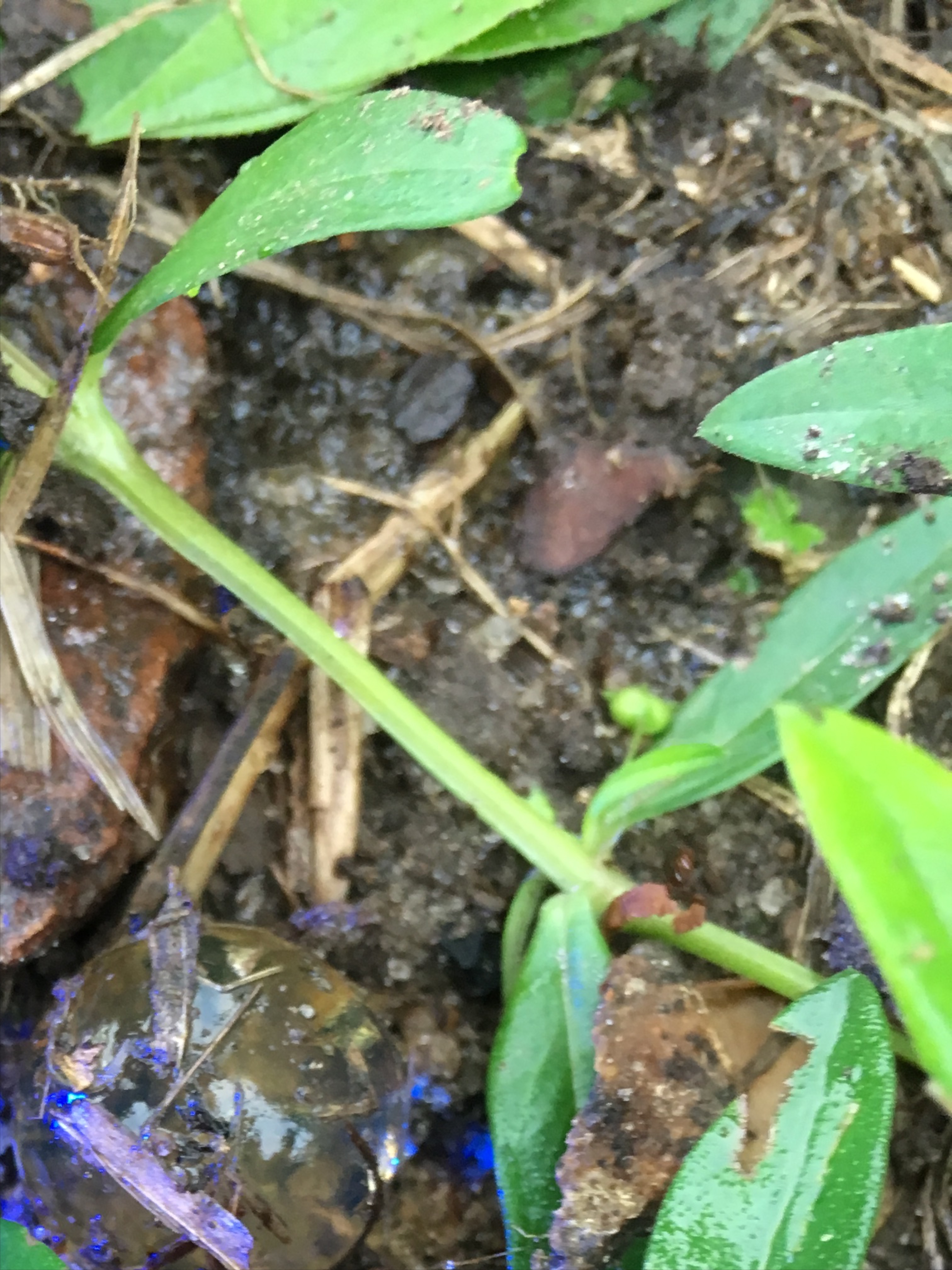 Big blobs of clear jelly! — BBC Gardeners' World Magazine
