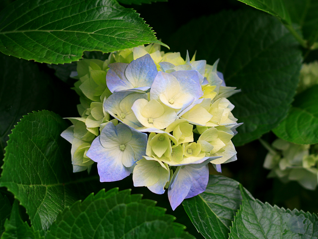 amateur gardener