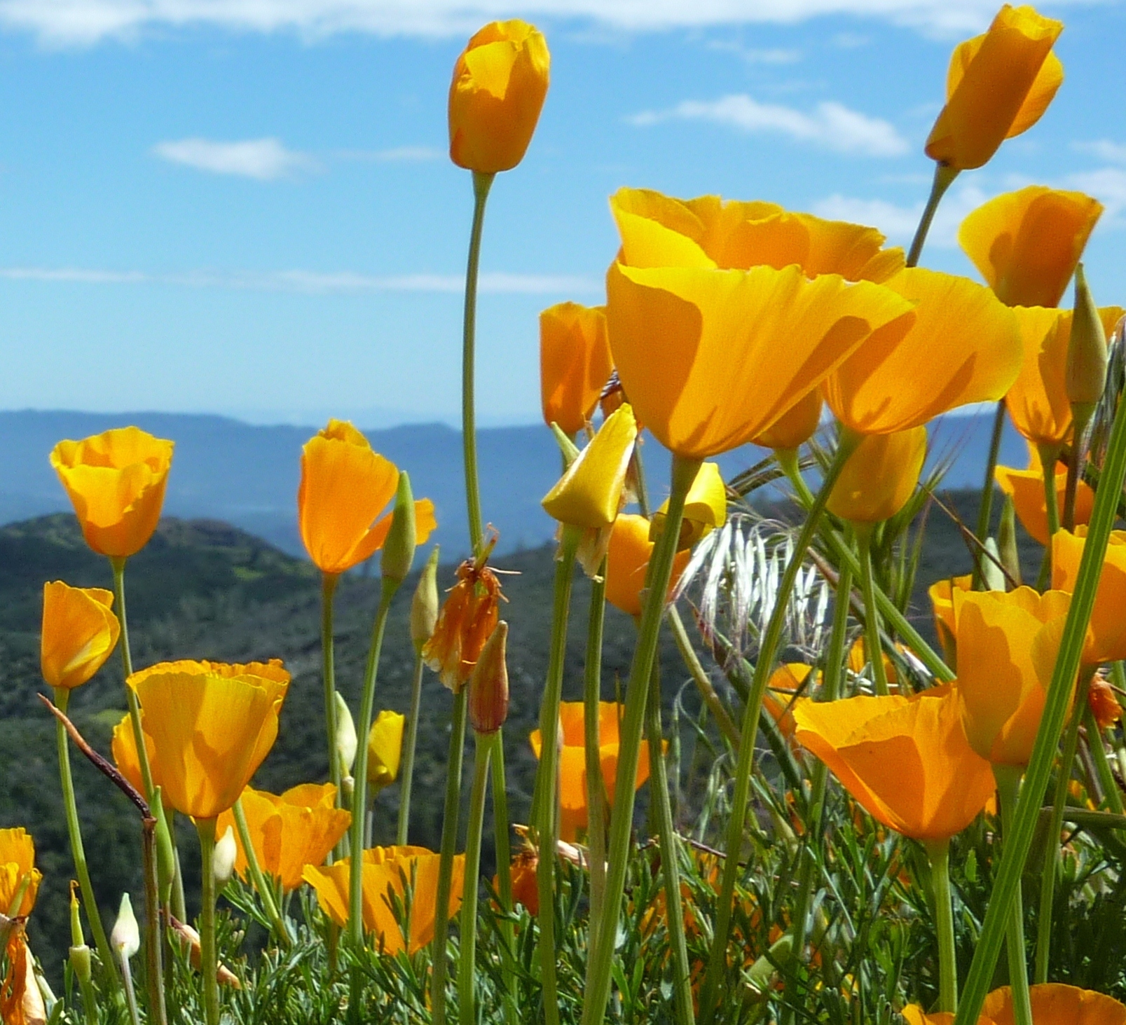 Fruit tree cross pollination — BBC Gardeners' World Magazine