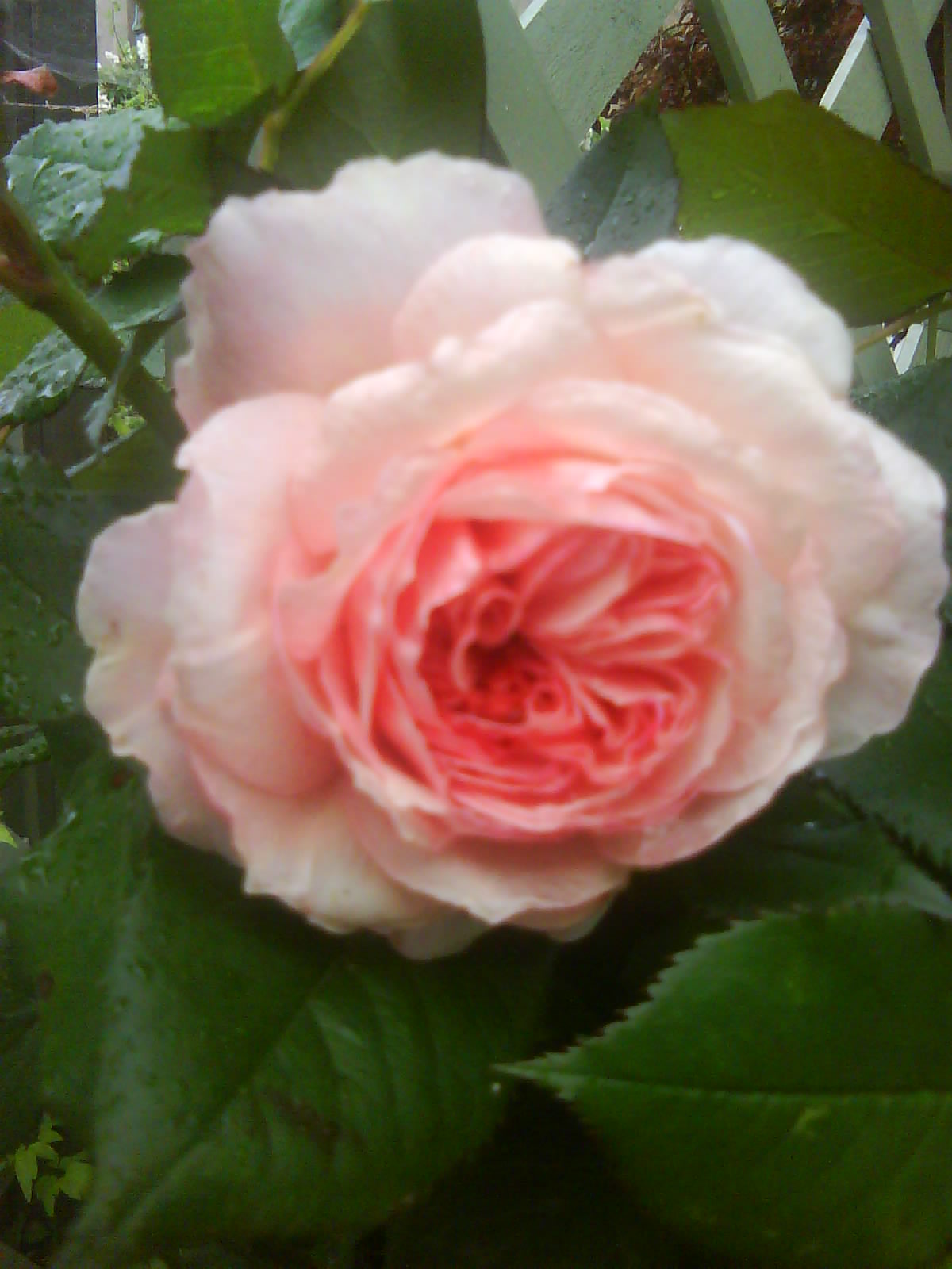 Yorkshire Rose