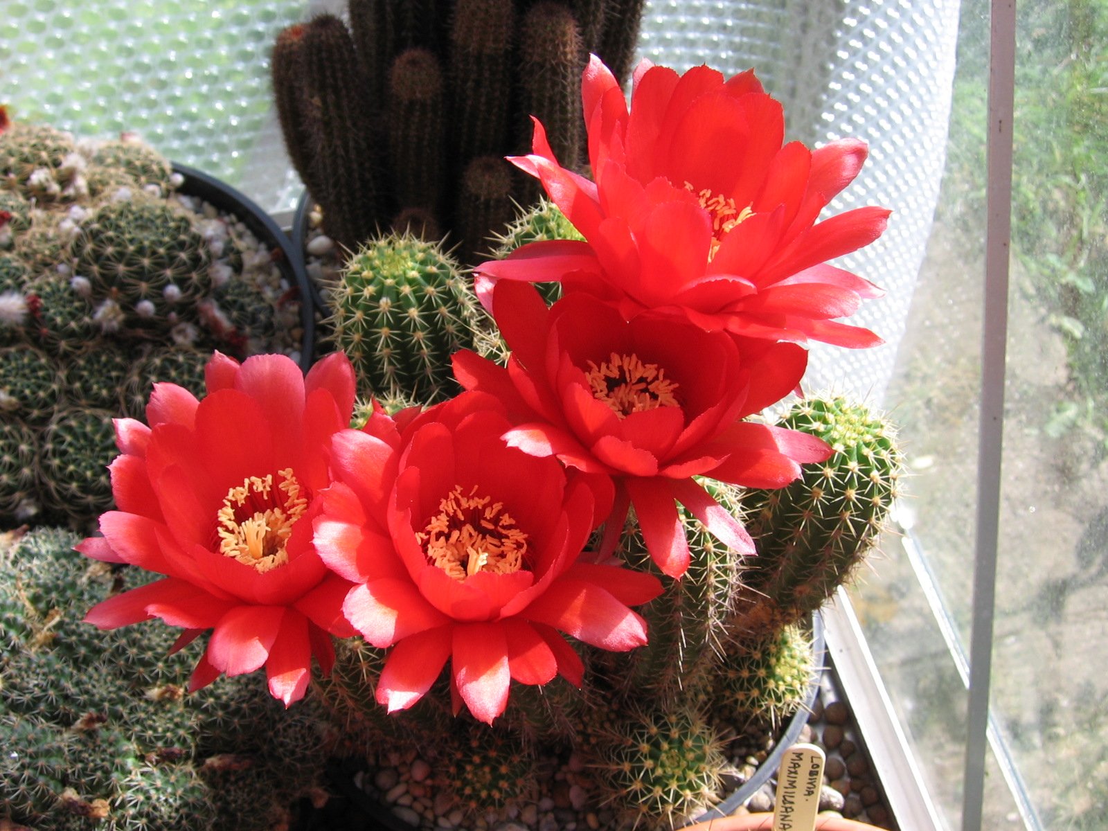 cactusflower57