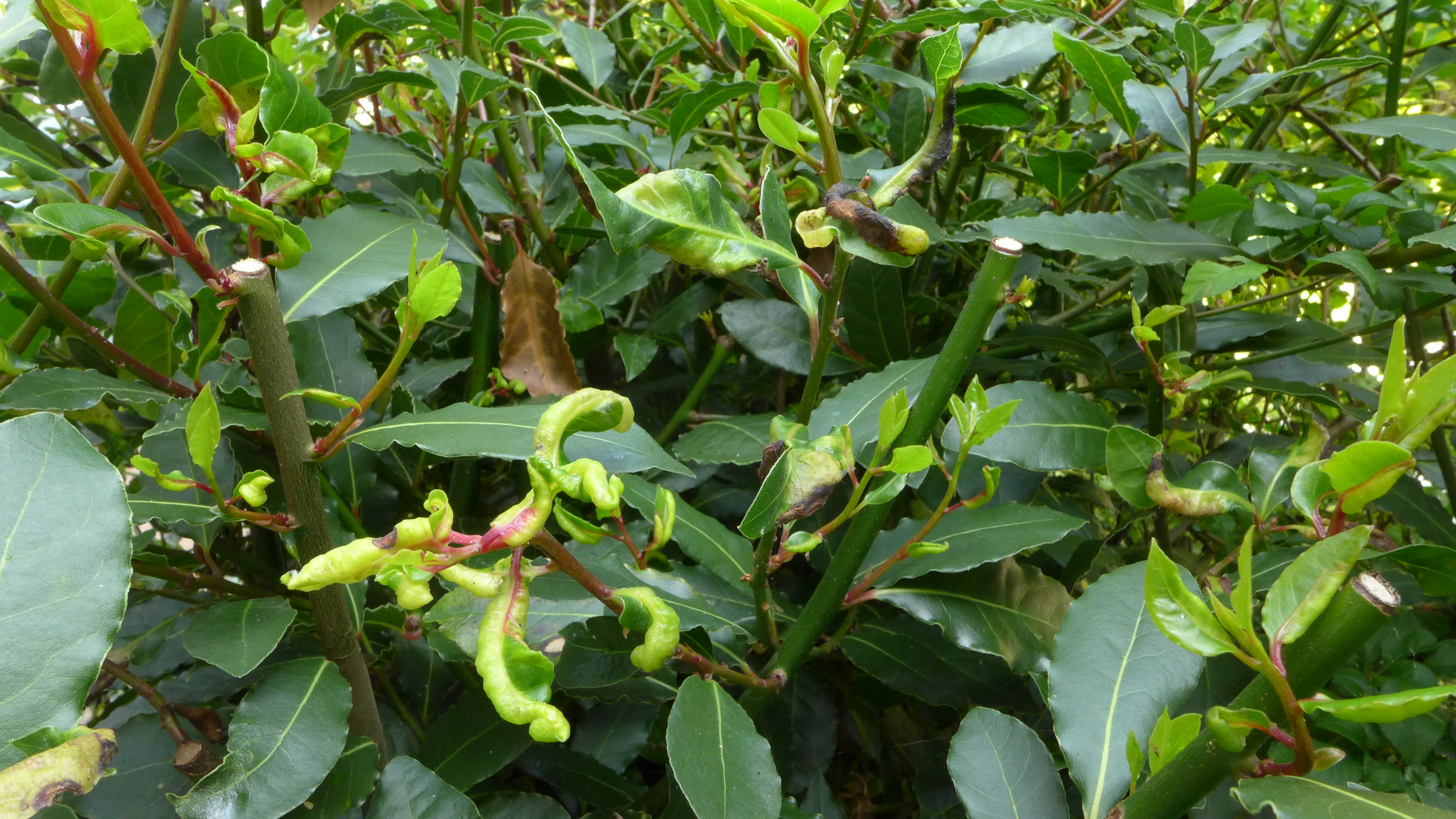 Diseased bay tree — BBC Gardeners' World Magazine