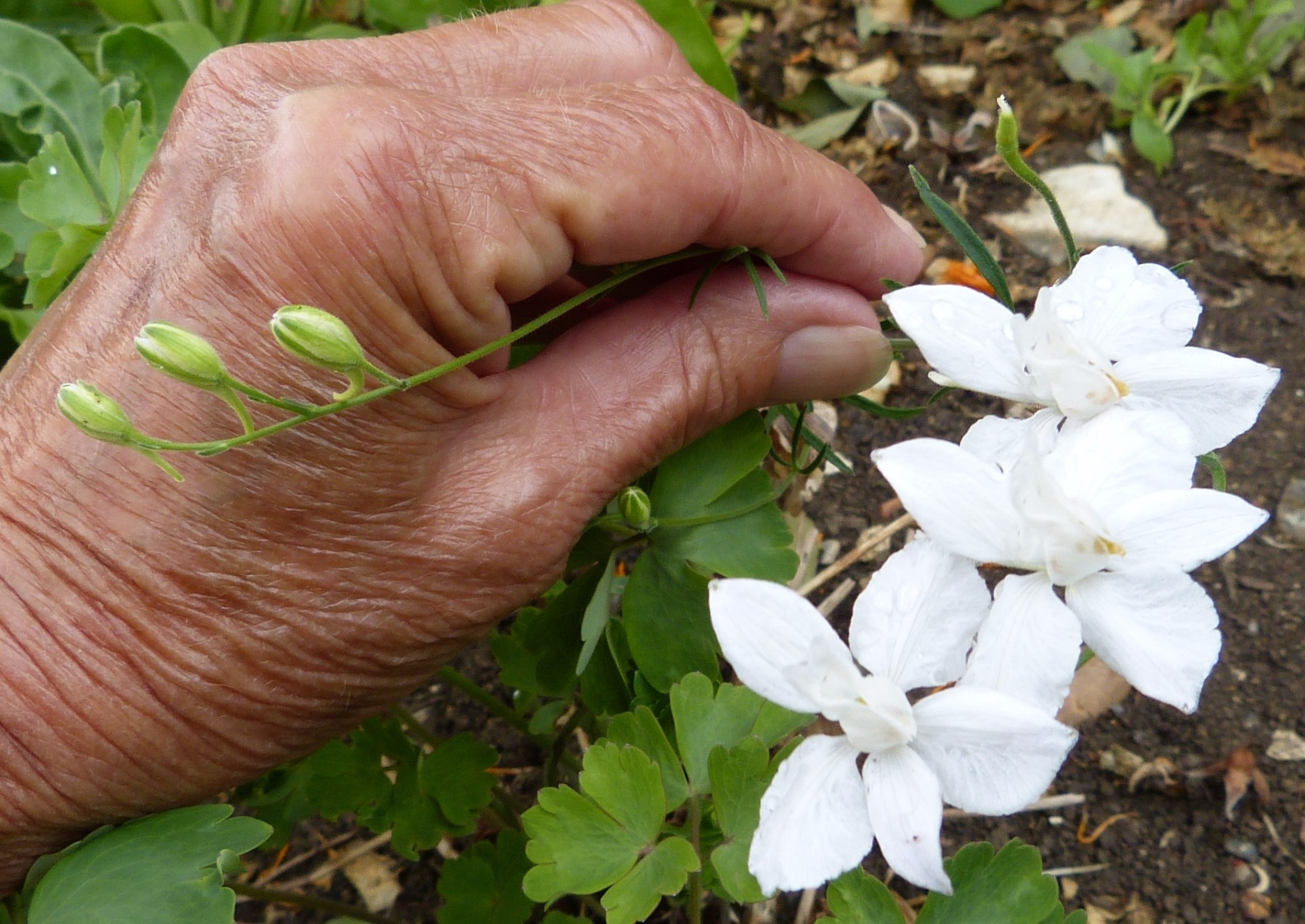 Delicate little white flower ID — BBC Gardeners' World Magazine