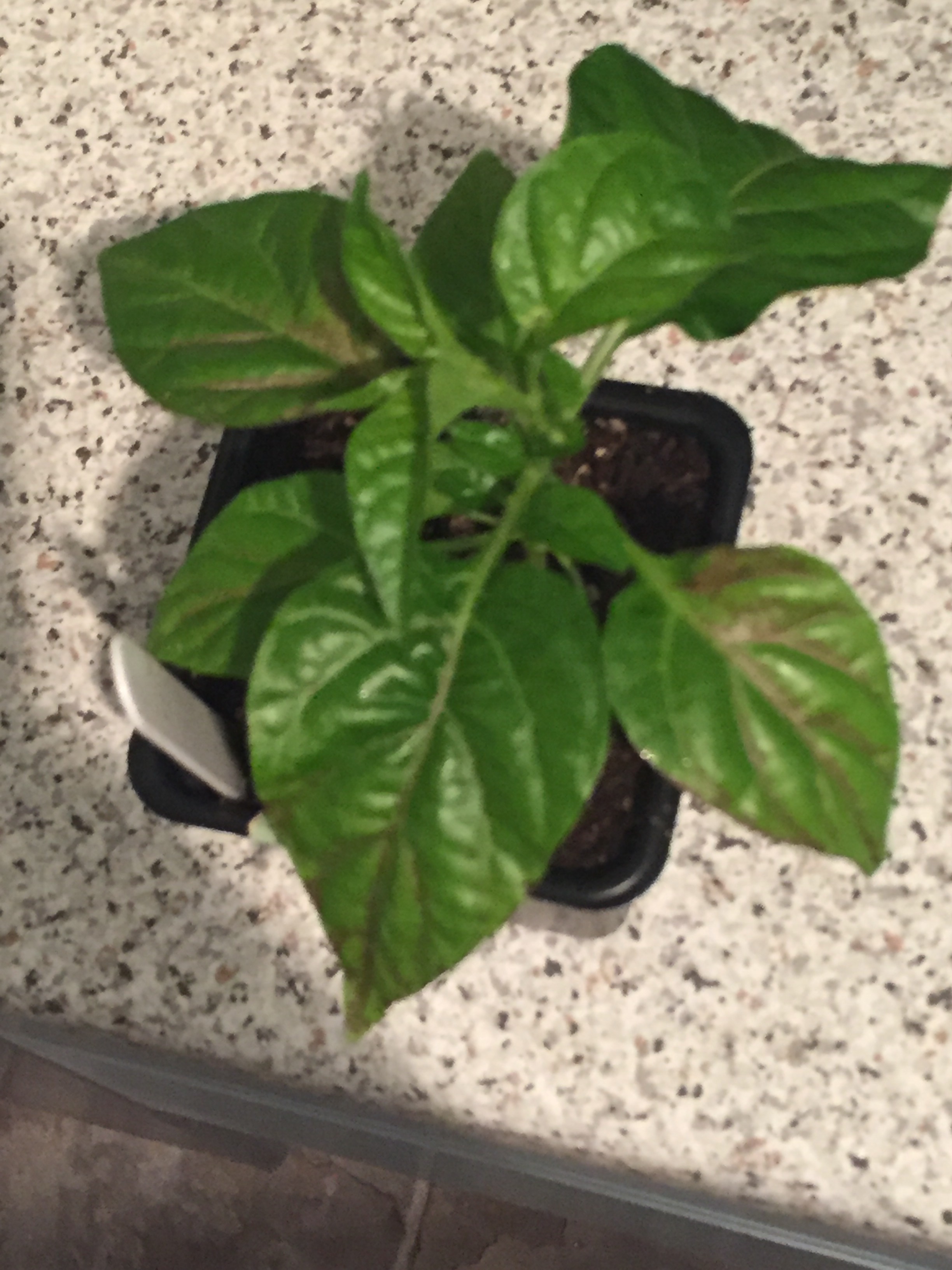 Chilling plant — BBC Gardeners' World Magazine