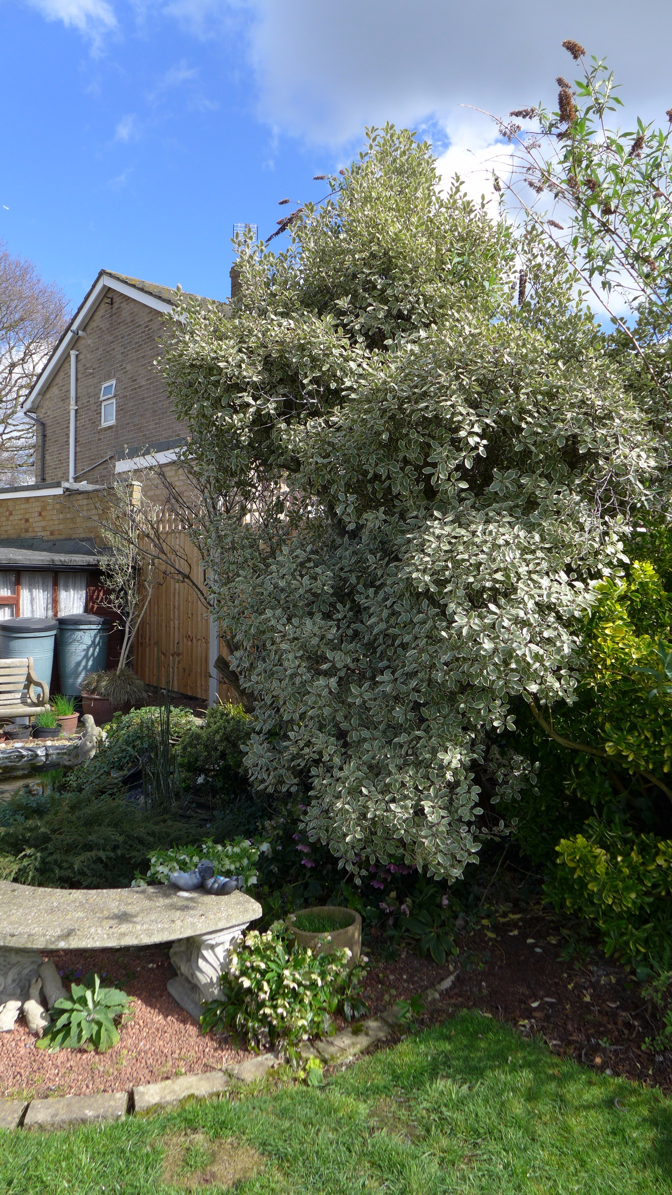 Large Pittosporum Forum Gardenersworld Image