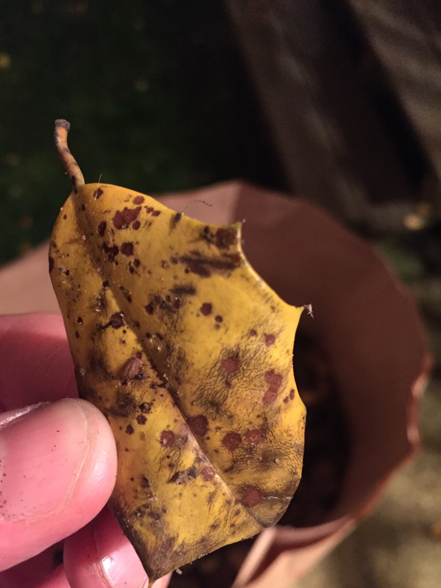 large-holly-tree-dropping-yellow-leaves-bbc-gardeners-world-magazine