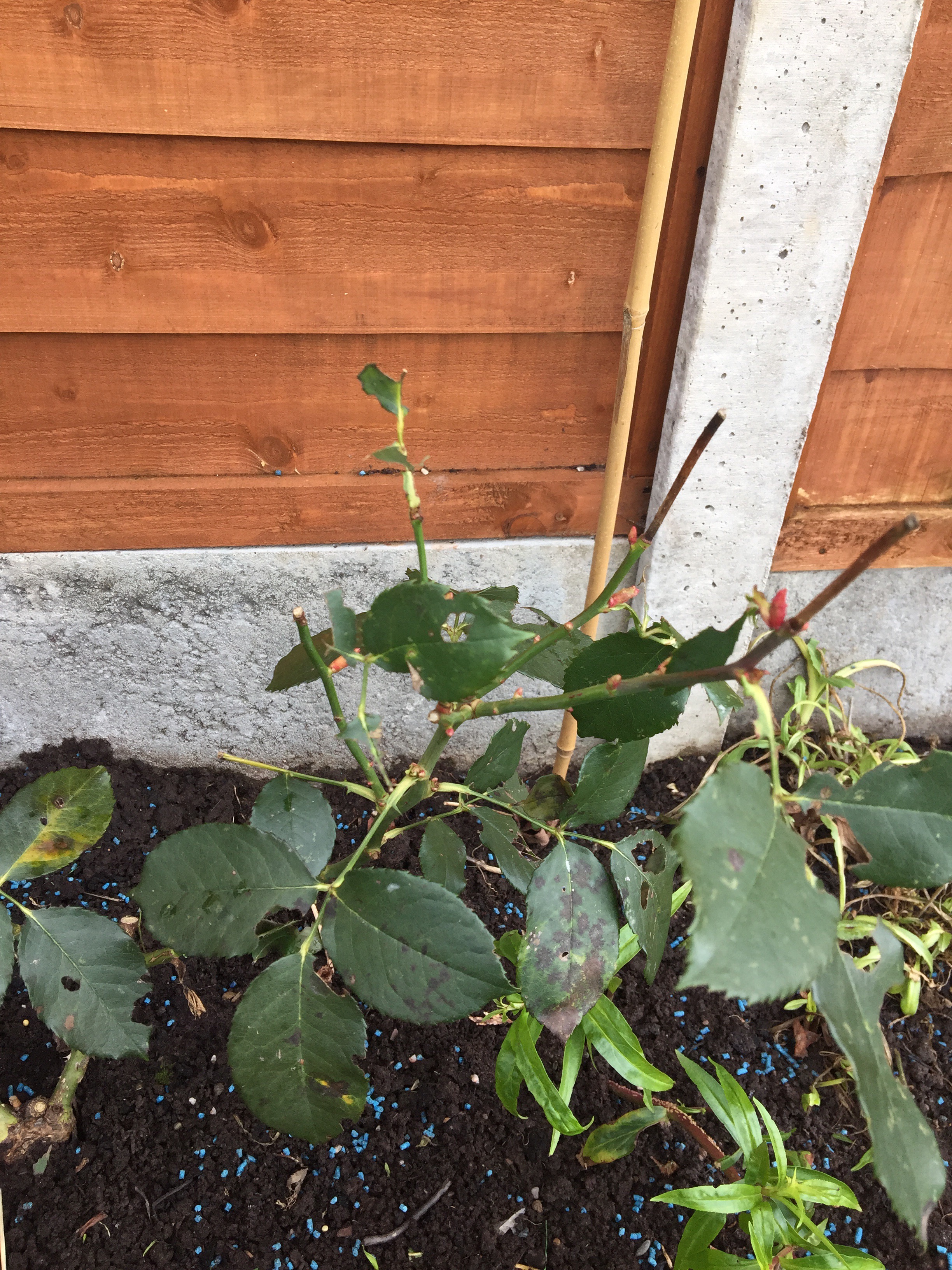 What is eating my plants? — BBC Gardeners' World Magazine