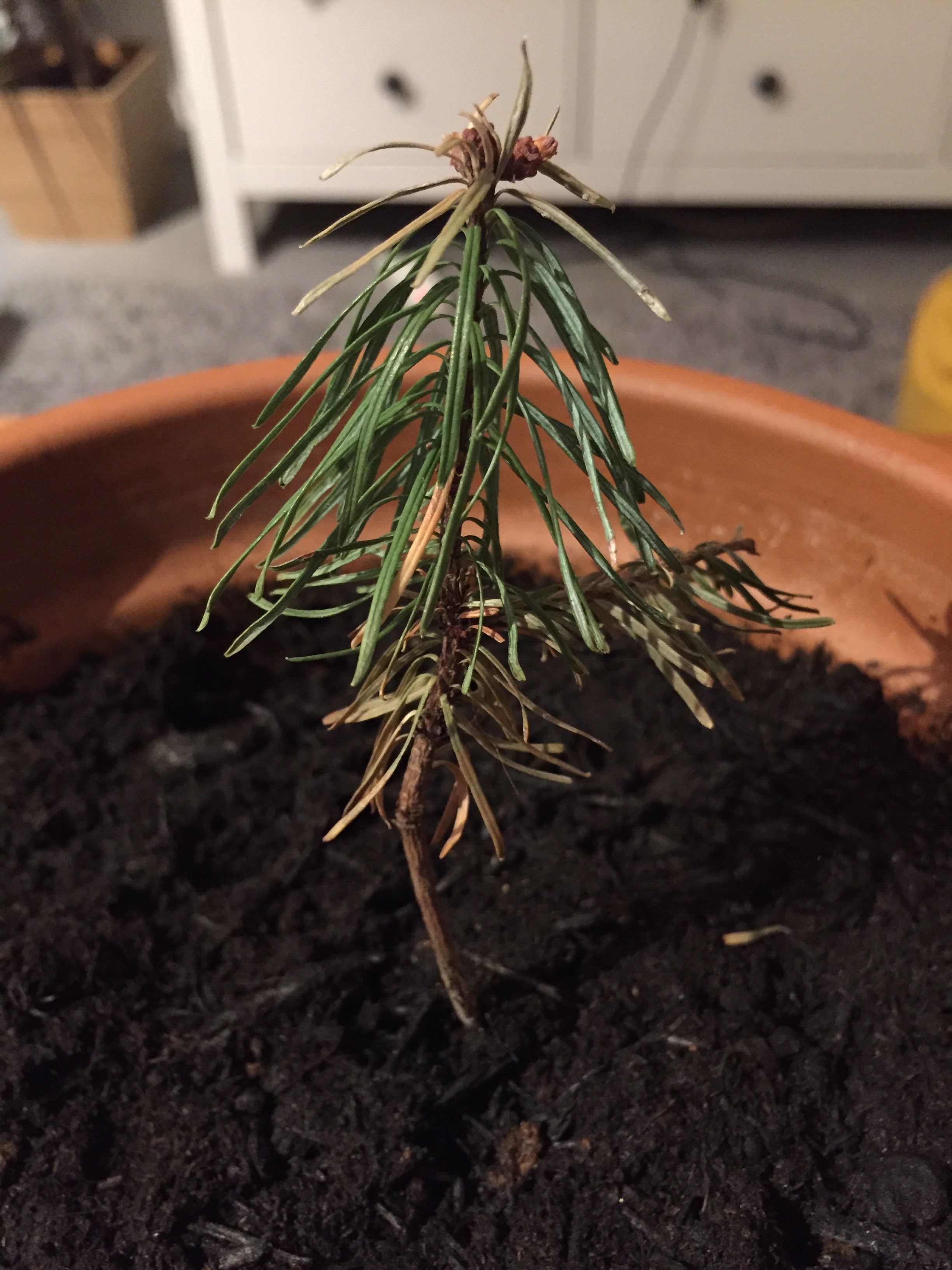 Fir problems — BBC Gardeners' World Magazine