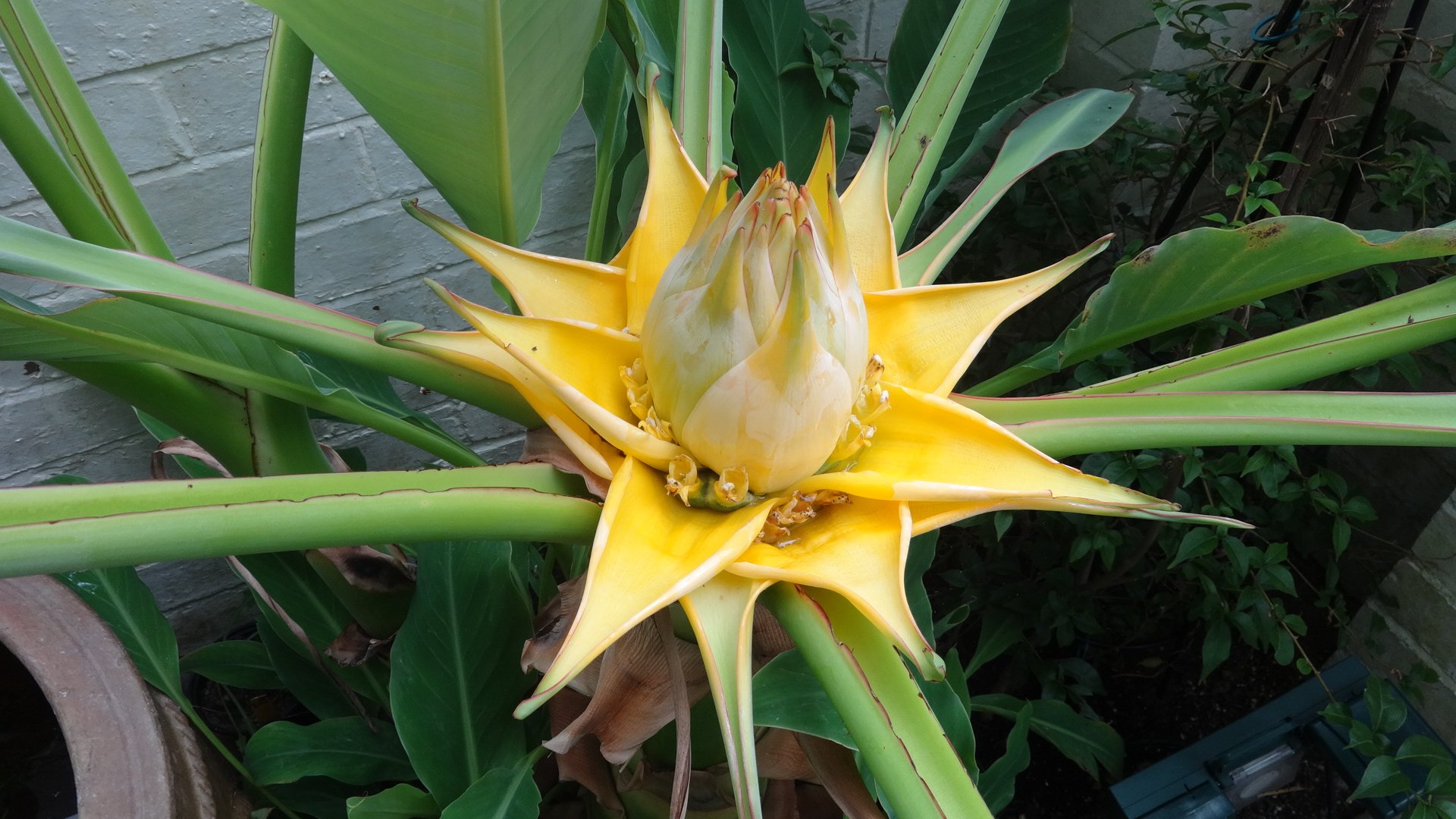 Strange Flower on Banana plant — BBC Gardeners' World Magazine