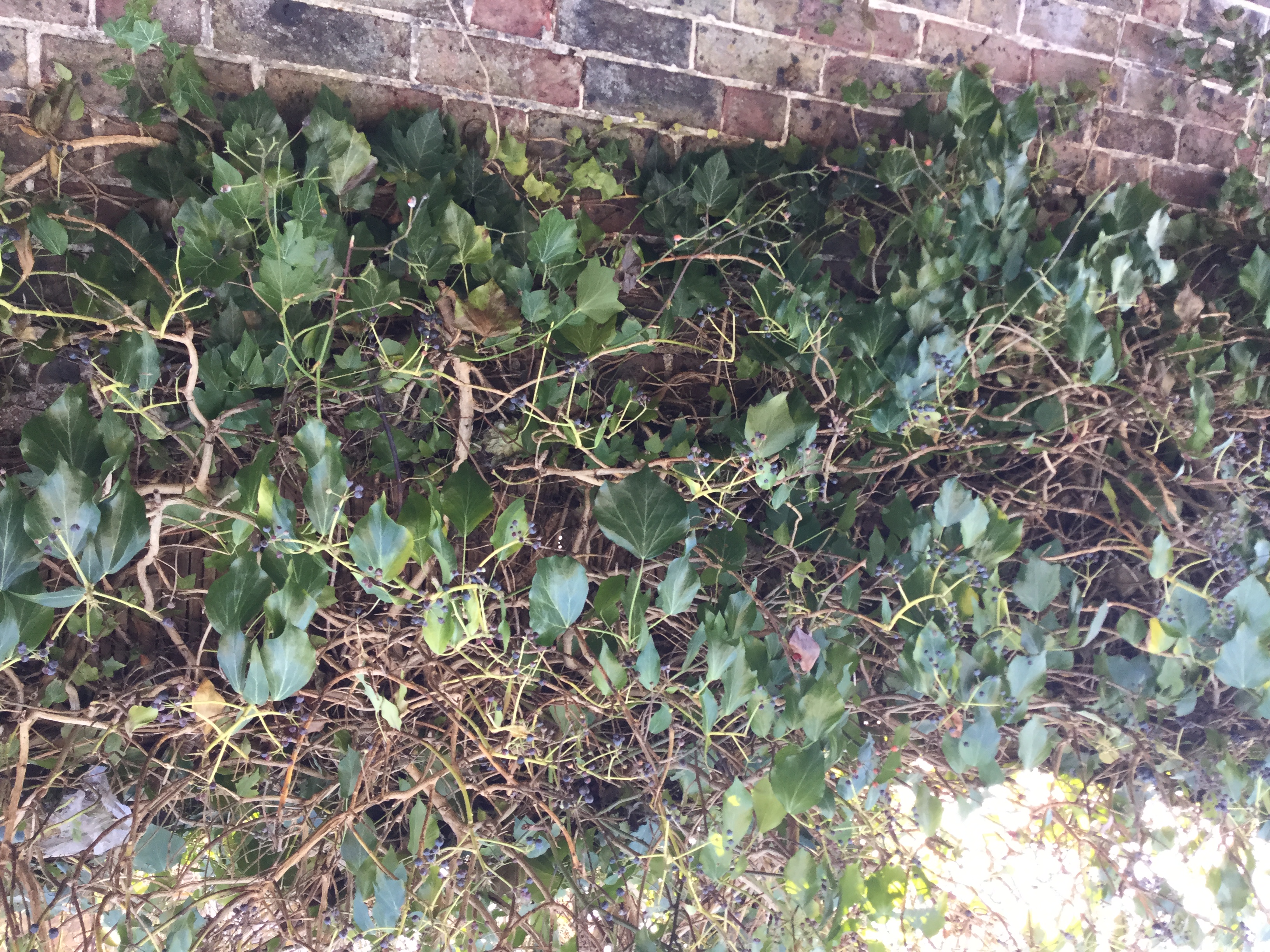 Why is my ivy dropping it's leaves? — BBC Gardeners' World Magazine